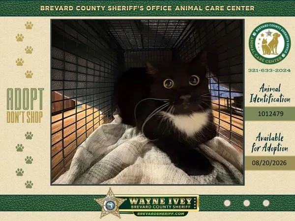 An adult small-sized female Domestic Medium Hair cat named Eclipse for adoption in Melbourne, FL
