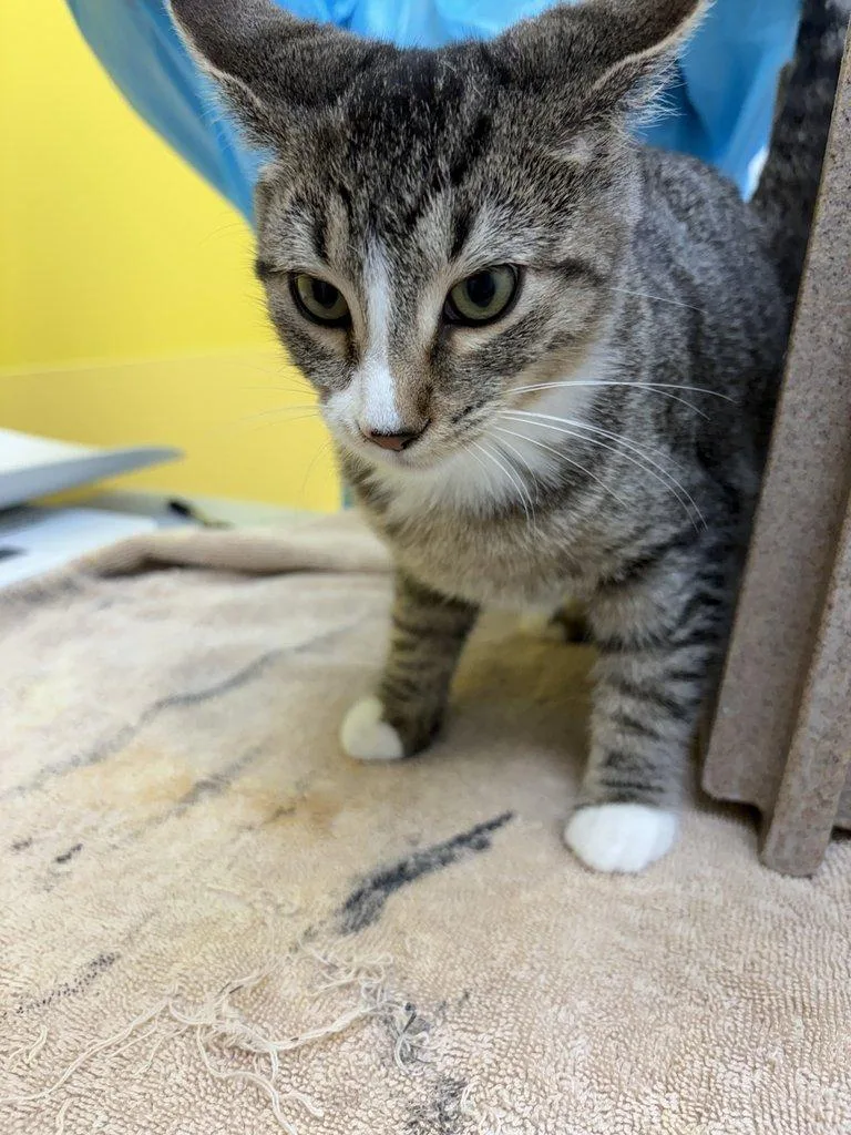 A baby small-sized male Tabby (Brown / Chocolate) Domestic Short Hair cat named Banjo for adoption in Raleigh, NC