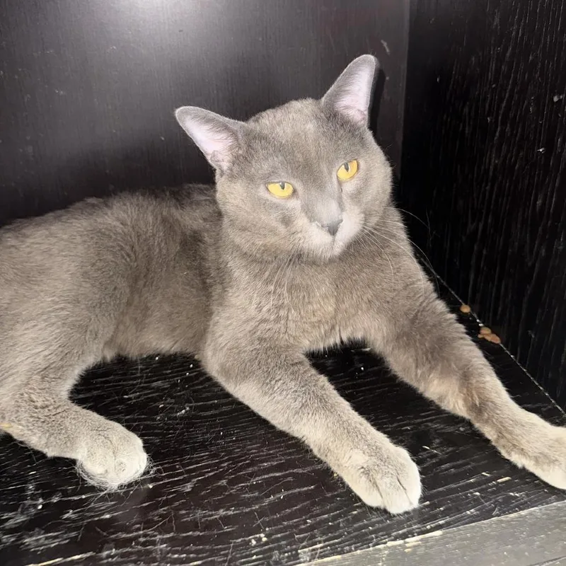 An adult small-sized male Gray / Blue / Silver Domestic Short Hair cat named Grey Blankie for adoption in Brooklyn, NY