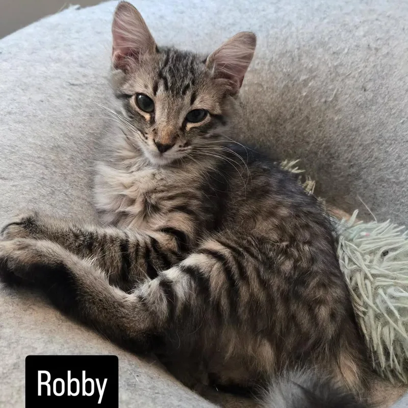 A baby medium-sized male Domestic Medium Hair cat named Dr Robby for adoption in Medford, OR