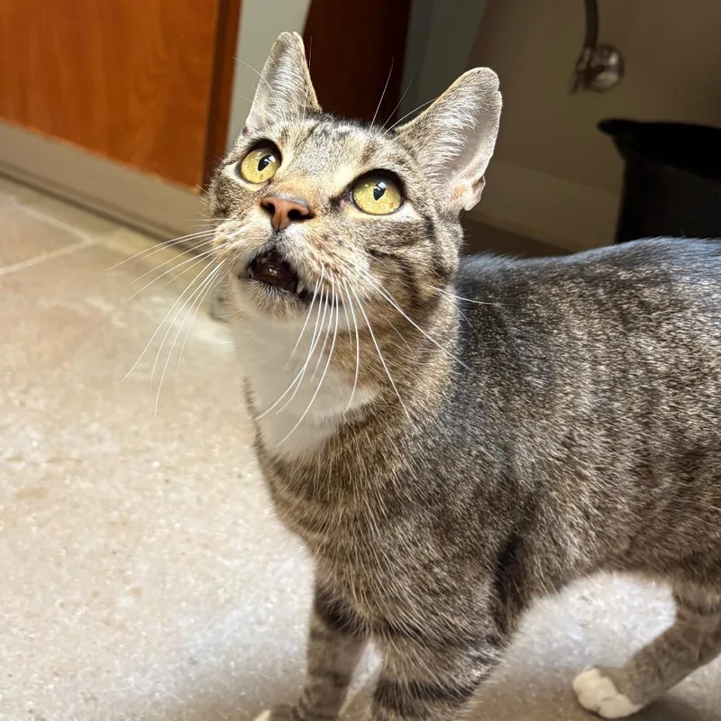A senior small-sized male Domestic Short Hair cat named Moses for adoption in York, PA