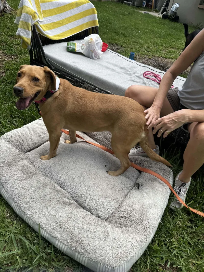 A young medium-sized female Yellow / Tan / Blond / Fawn Yellow Labrador Retriever dog named Luna for adoption in New Port Richey, FL