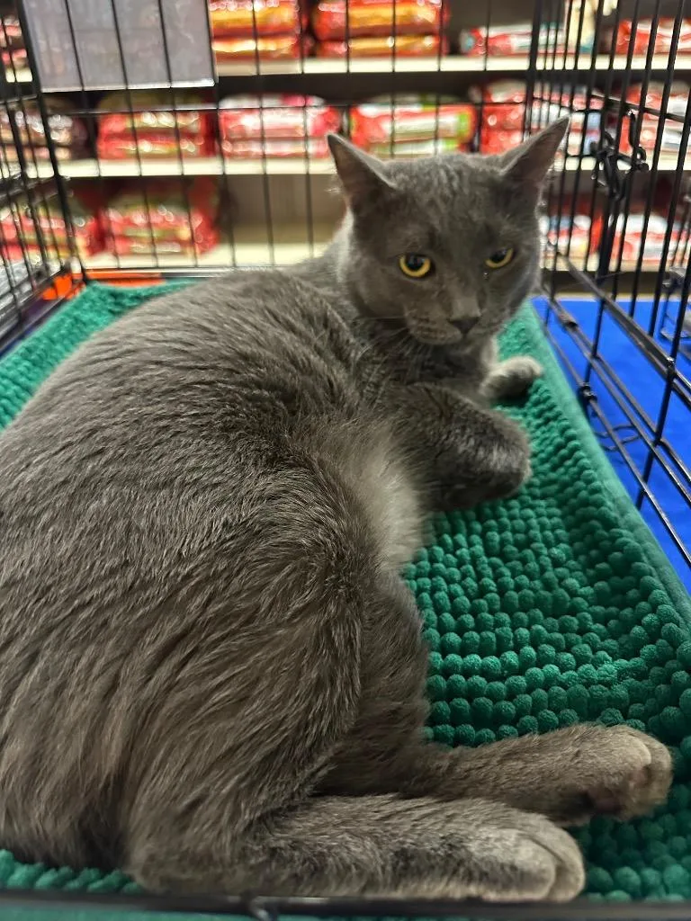 A young large-sized male Domestic Short Hair cat named Earl Gray for adoption in warrenville, SC