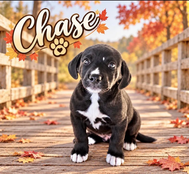 A baby medium-sized male Catahoula Leopard Dog named Chase for adoption in Manchester, CT