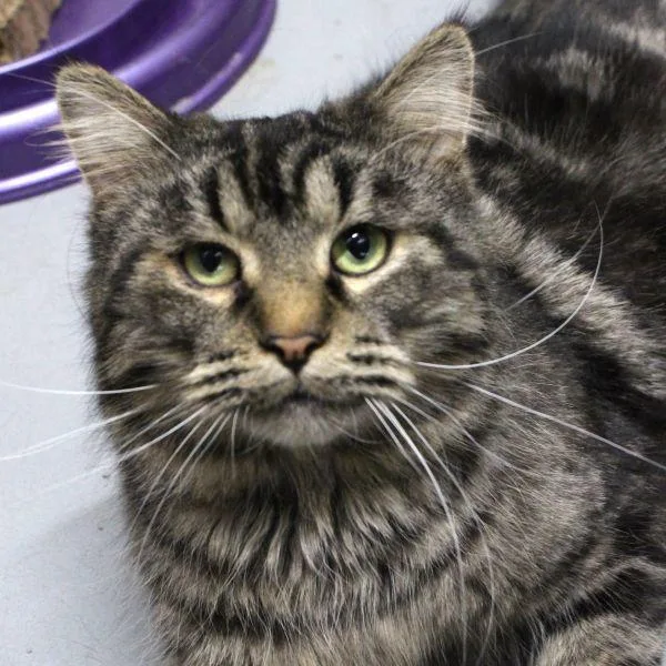 An adult small-sized male Domestic Long Hair cat named Bear Bonded Buddy for adoption in Des Moines, IA