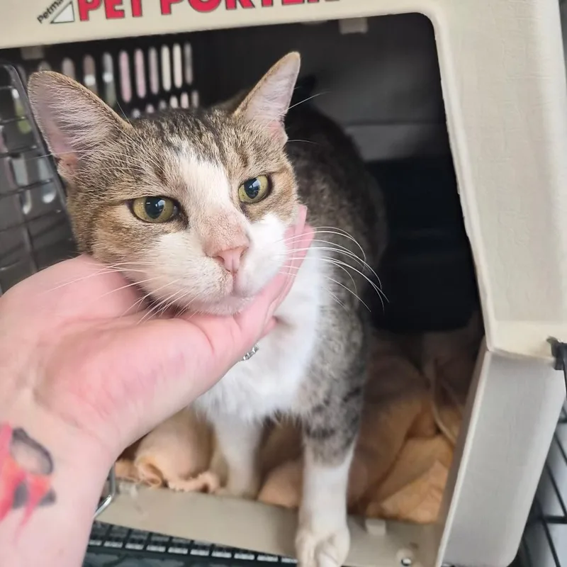 A senior medium-sized male Domestic Short Hair cat named Snickers for adoption in Montgomery, AL
