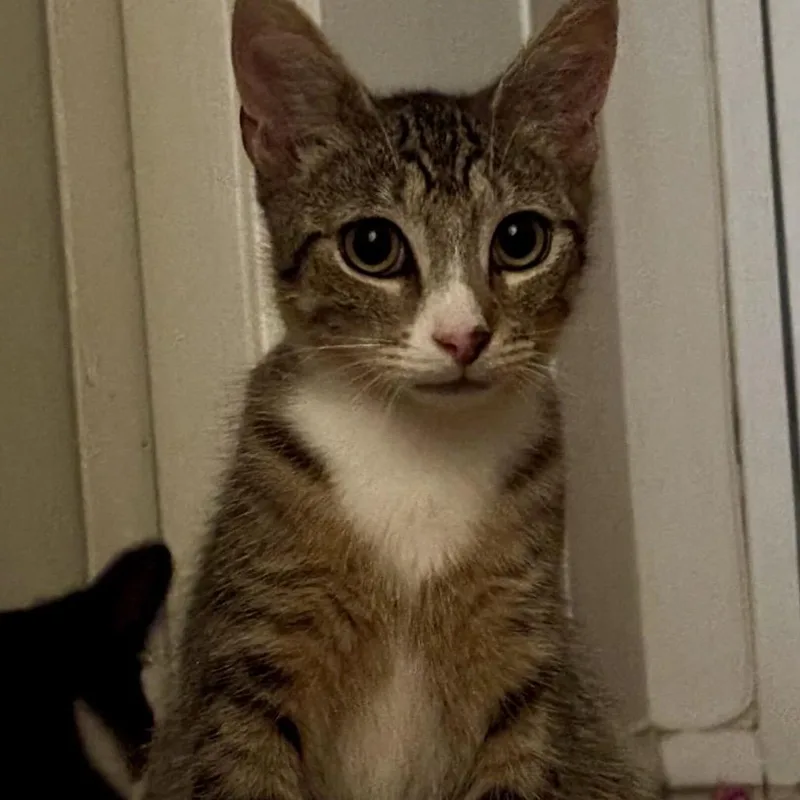 A baby small-sized male Brown / Chocolate Domestic Short Hair cat named Fizz for adoption in Howard beach, NY