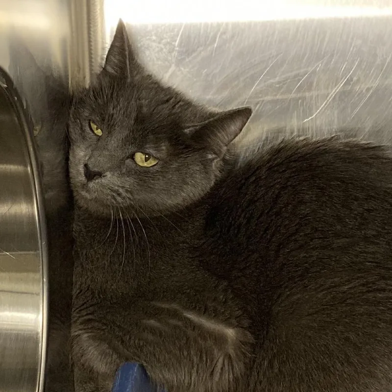 Margaret thumbnail 3