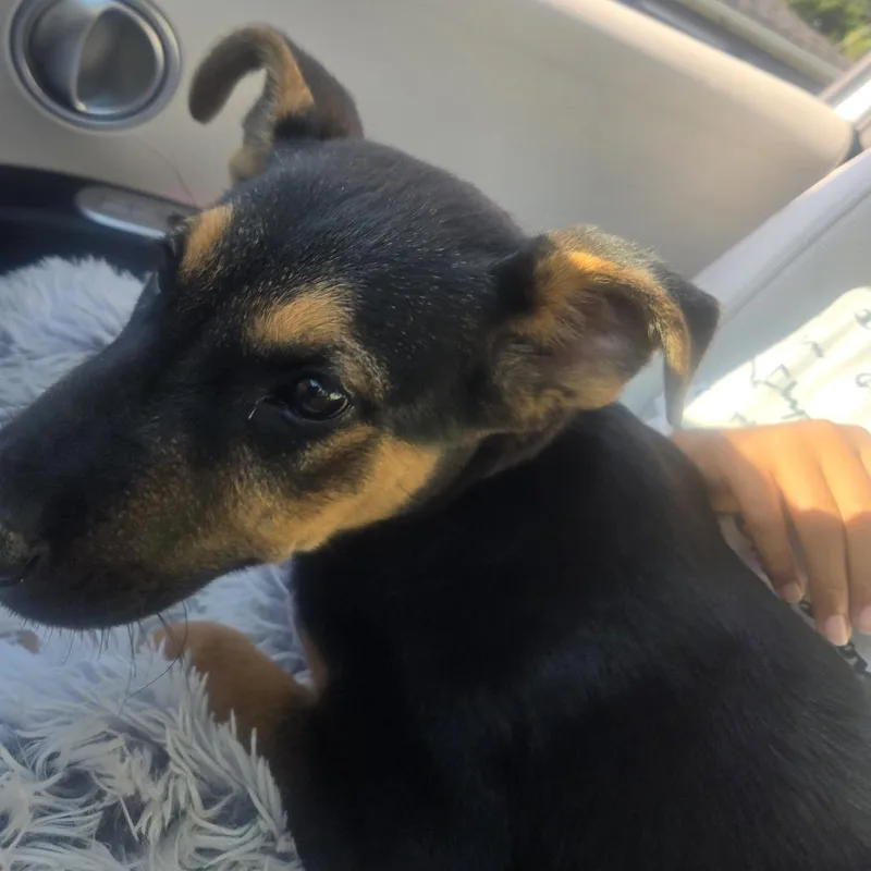 A baby small-sized male Black German Shepherd Dog dog named Vander for adoption in Greensboro, NC