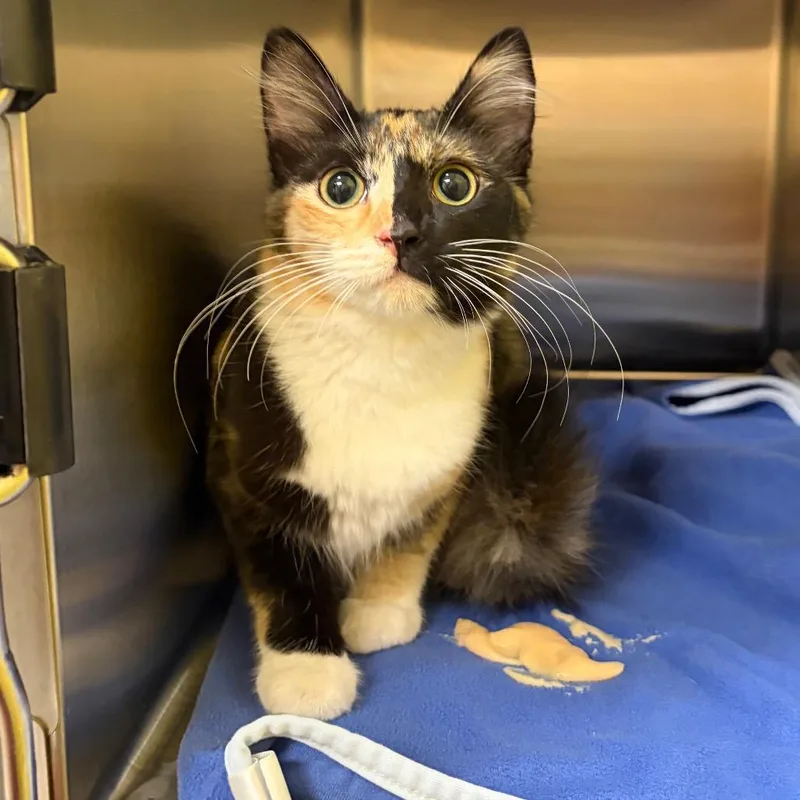 A young medium-sized female Tortoiseshell Domestic Medium Hair cat named Stray  A for adoption in Keizer, OR
