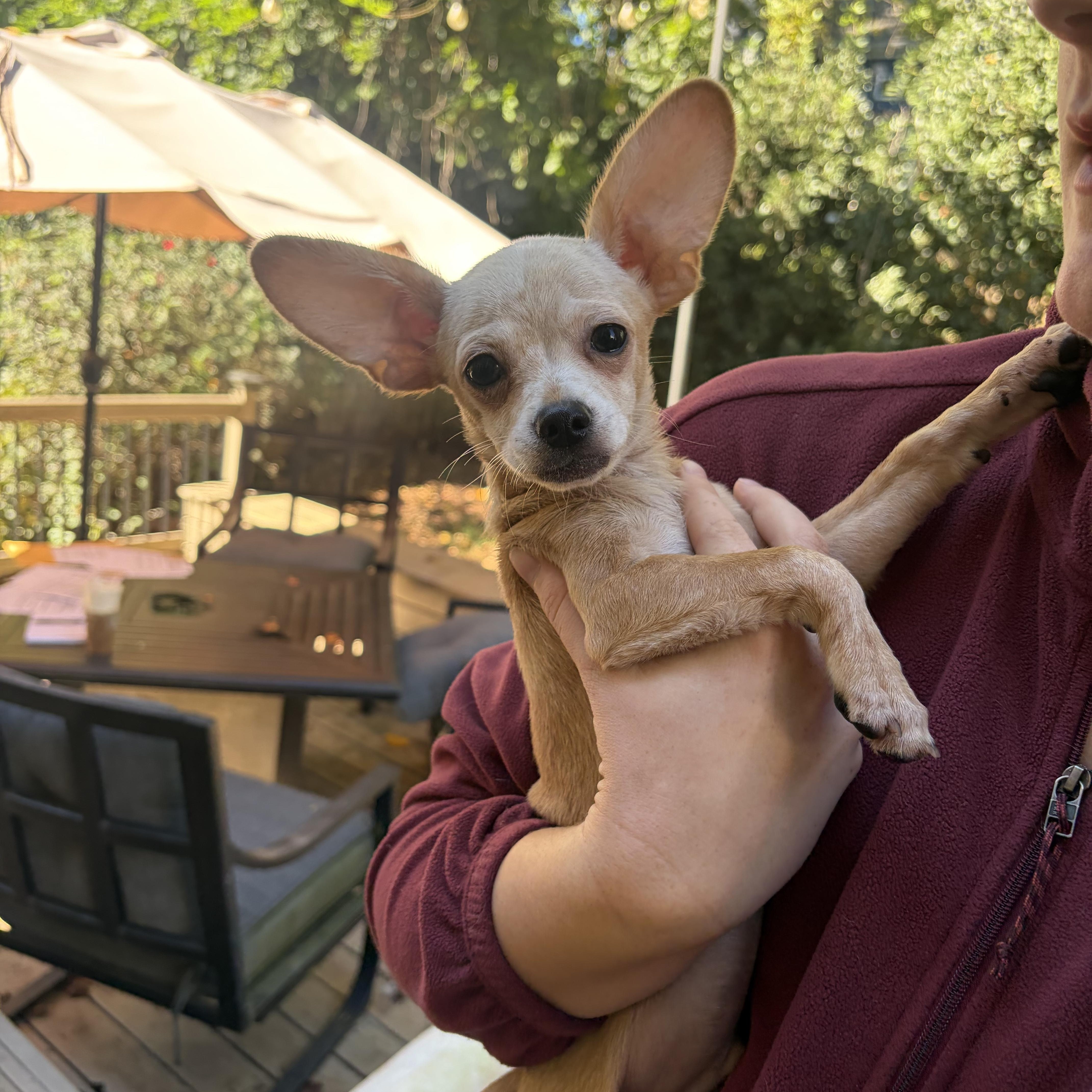 A baby small-sized male Chihuahua dog named Nolan for adoption in Charlotte, NC