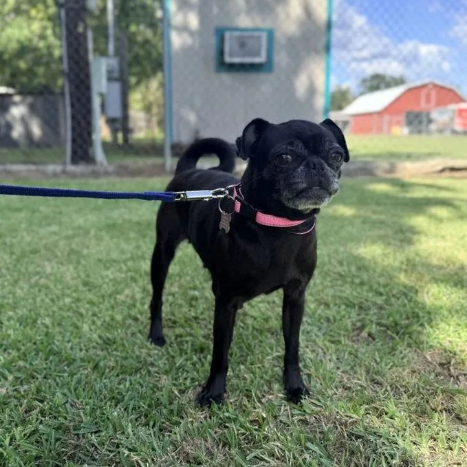 An adult small-sized female Black Pug dog named Sarah Jessica Parker for adoption in Carencro, LA