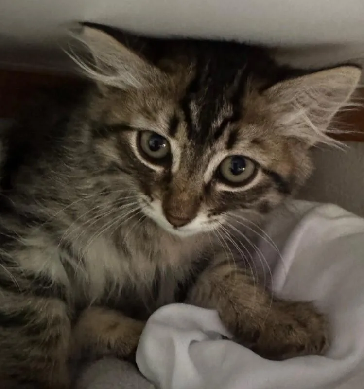 A baby medium-sized female Tabby (Brown / Chocolate) Tabby cat named Abbey for adoption in Kennewick, WA