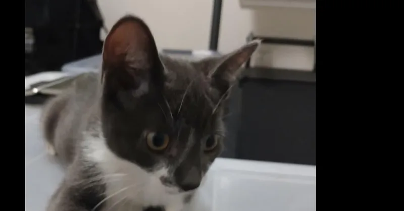 A baby small-sized female Gray & White American Shorthair cat named Pistachio for adoption in Austin, TX