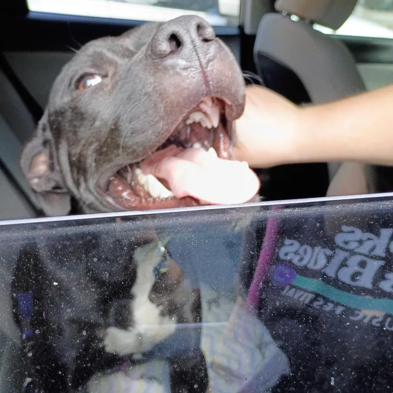 An adult medium-sized male Black Mixed Breed dog named Walker for adoption in Columbus, GA