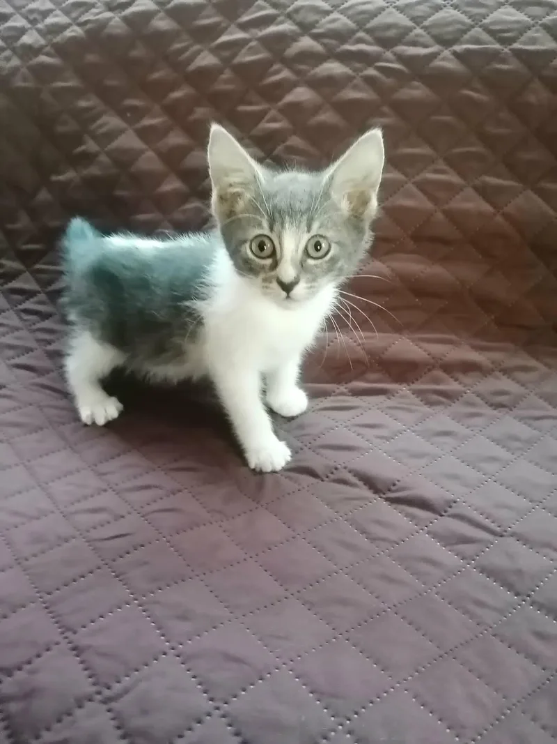 A baby small-sized female Domestic Short Hair cat named Sally for adoption in San Diego, CA