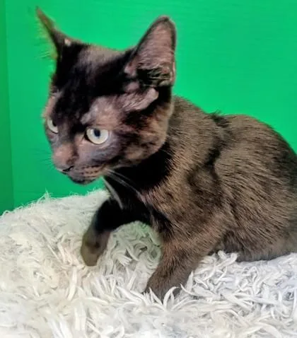 A baby small-sized male Domestic Short Hair cat named Yuno for adoption in Houston, TX