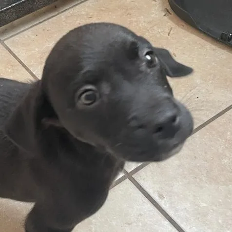 A baby medium-sized male Black Catahoula Leopard Dog dog named Holden Huzzah for adoption in Andover, MA
