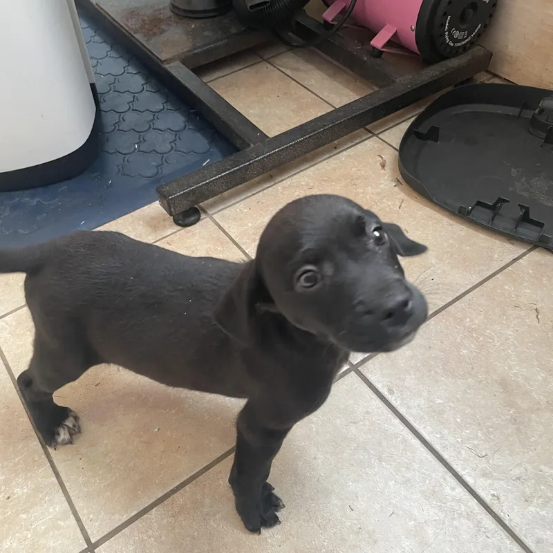 Holden Huzzah thumbnail 2