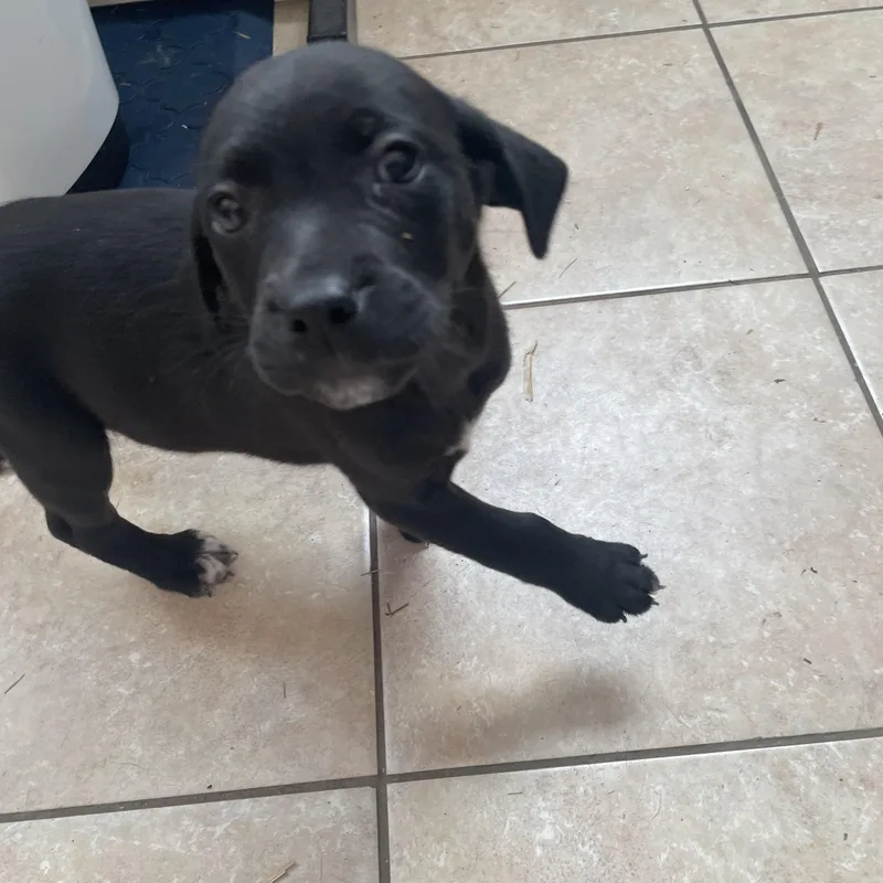 Holden Huzzah thumbnail 4