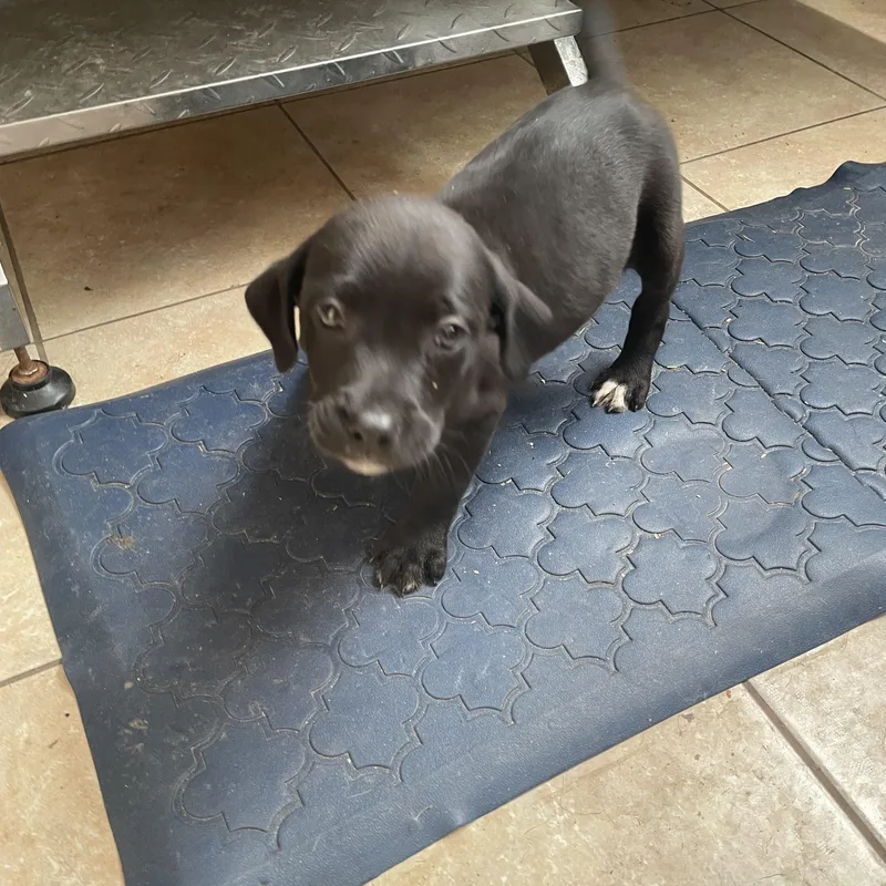 Holden Huzzah thumbnail 5