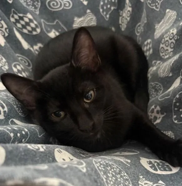 A baby medium-sized male Domestic Short Hair cat named Soot for adoption in Cumberland, ME