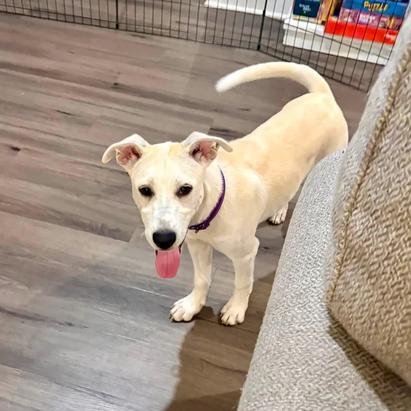 A young medium-sized female Husky dog named Ashlyn for adoption in Collingswood, NJ