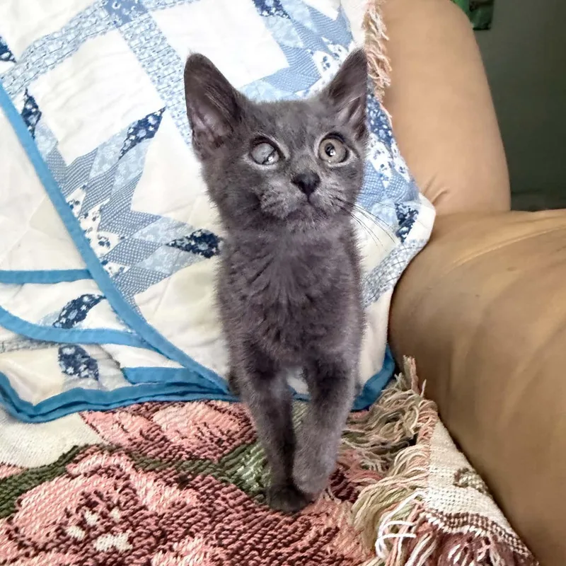 A baby medium-sized male Gray / Blue / Silver Domestic Short Hair cat named Dewberry for adoption in Martinsville, IN