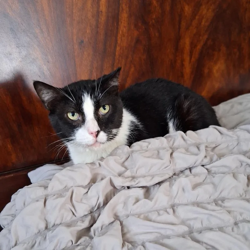 Mr. Winston Purrcy thumbnail 2