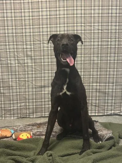 An adult large-sized male Labrador Retriever dog named Rhino for adoption in Columbus, IN