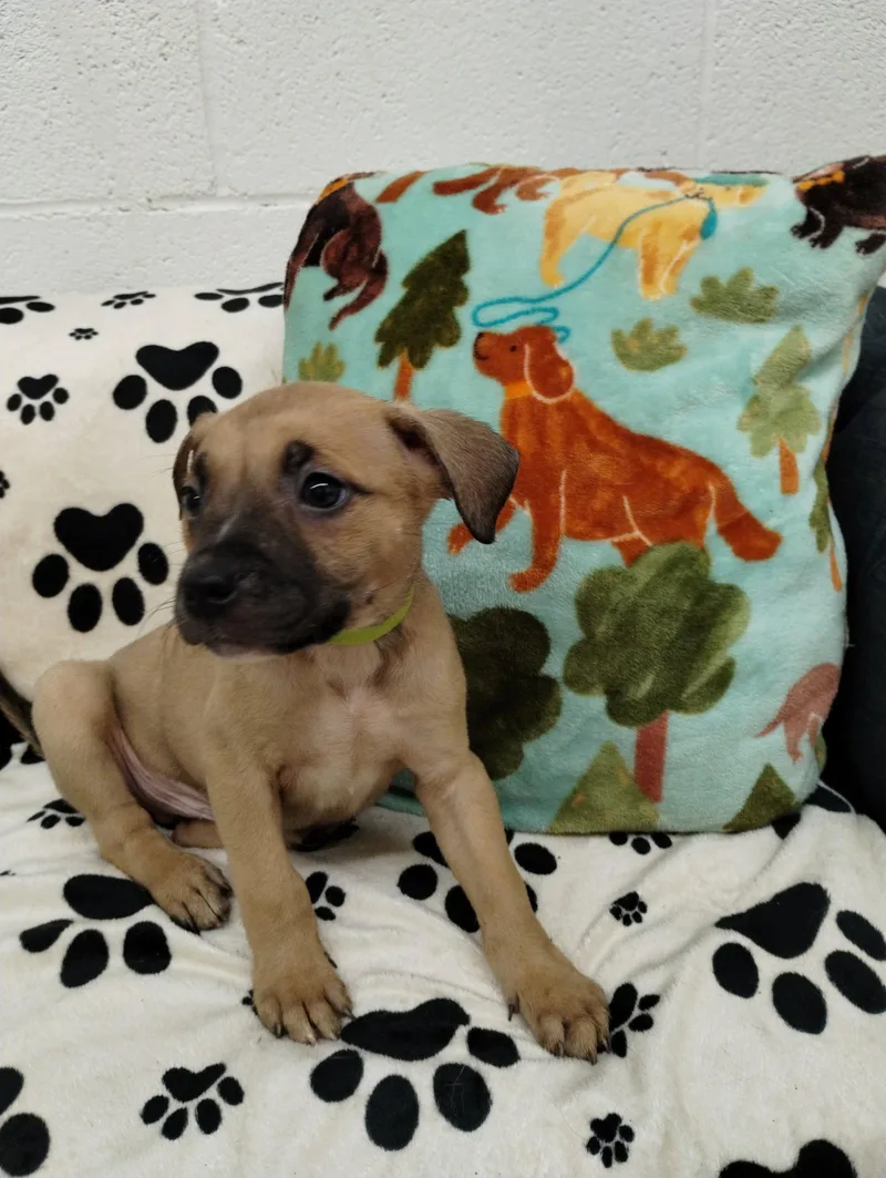 A baby medium-sized male Mixed Breed dog named Silver for adoption in York, SC