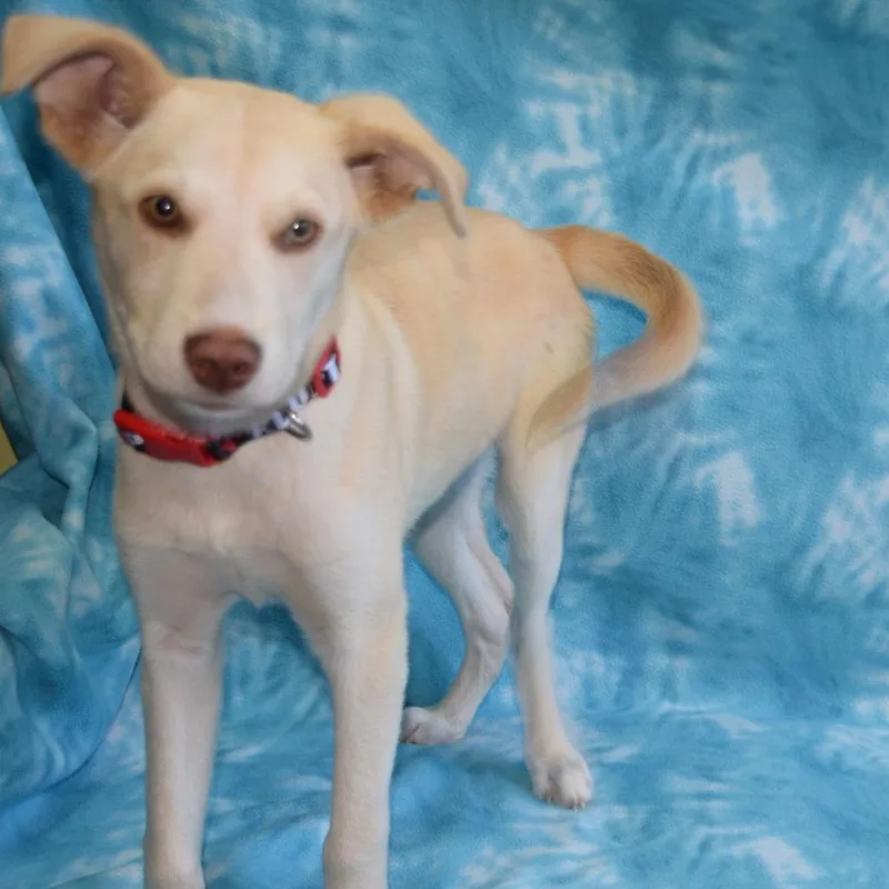 A baby small-sized male Husky dog named Stokes for adoption in Eureka, CA