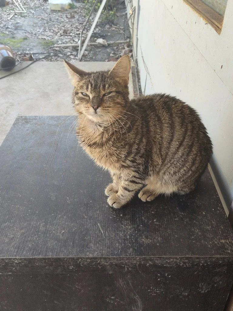 An adult medium-sized female Domestic Short Hair cat named Gingerbread cookies for adoption in Cromwell, KY