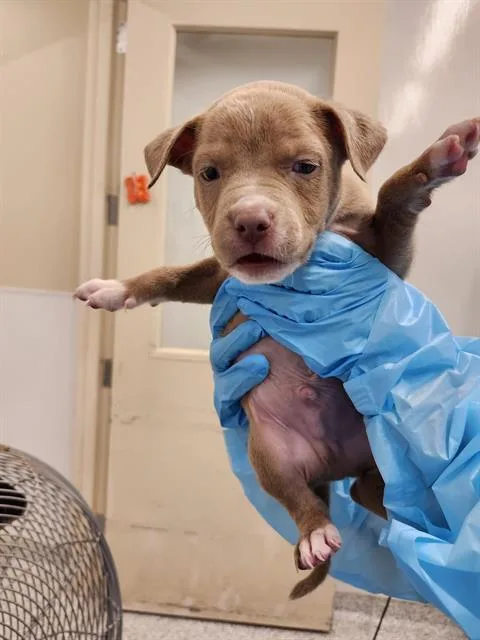 A baby small-sized male American Staffordshire Terrier dog named Cooper for adoption in San Antonio, TX