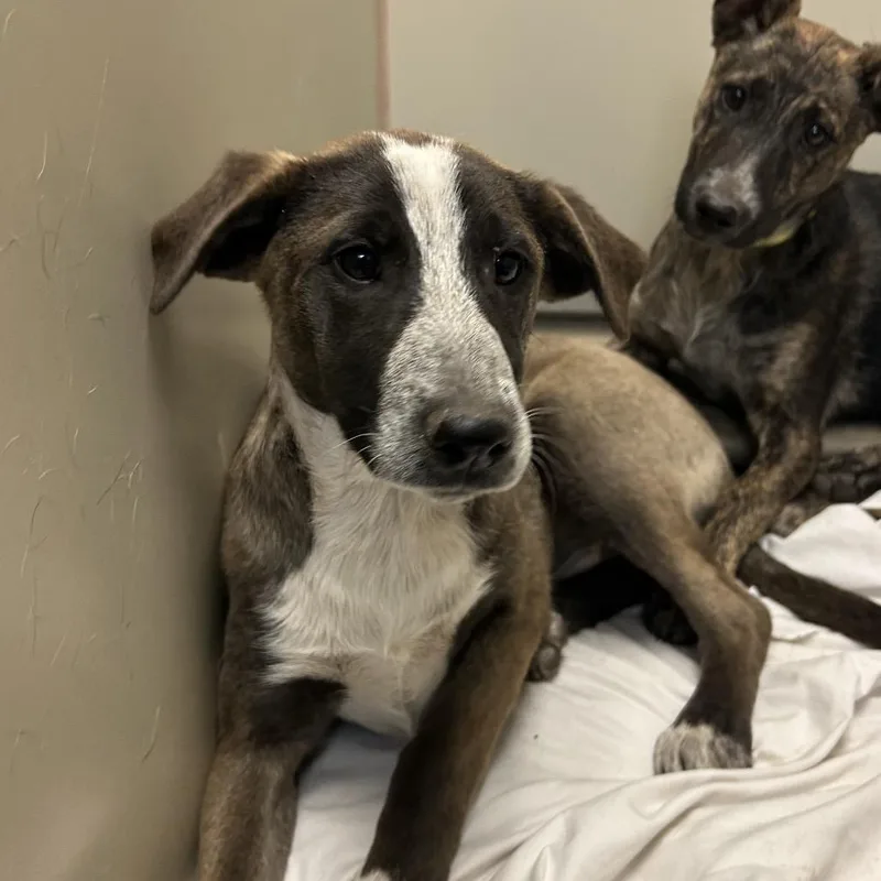 A baby medium-sized female Brown / Chocolate Mixed Breed dog named Meow for adoption in Flagstaff, AZ