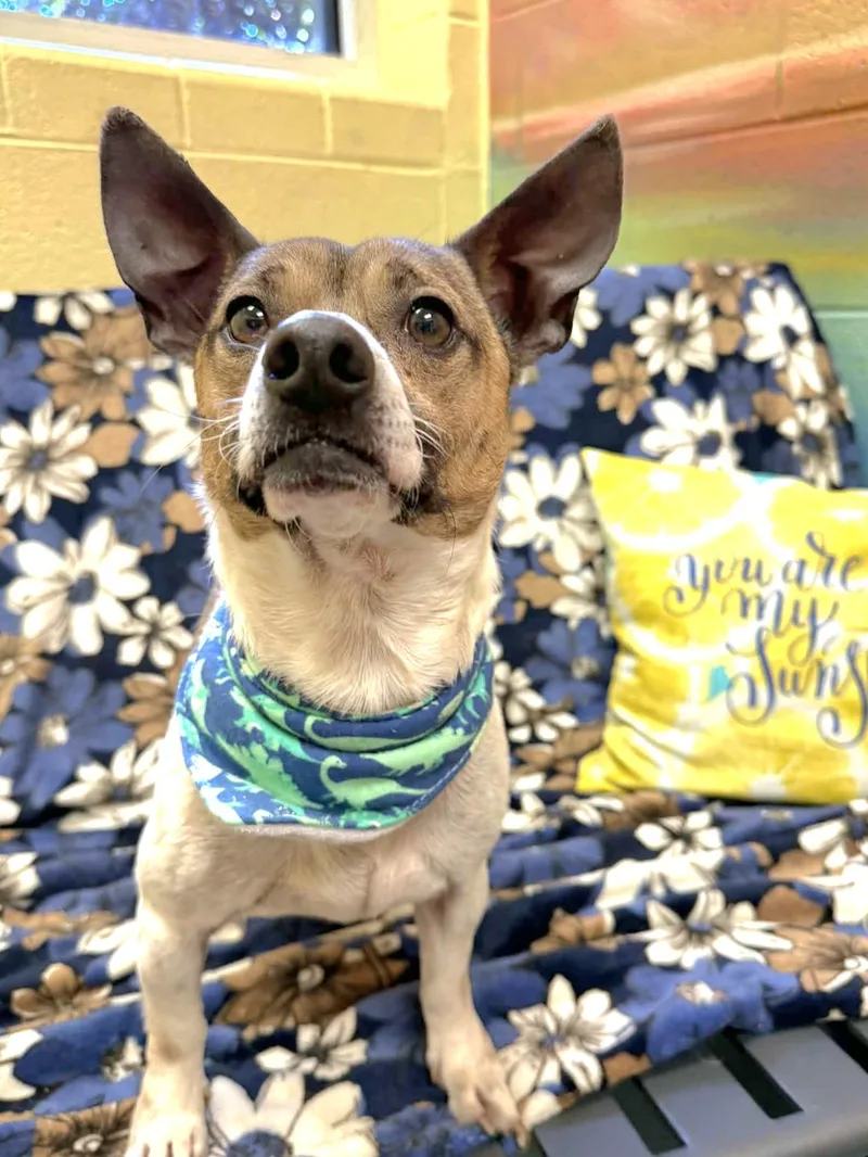 Duke  Cutie thumbnail 2