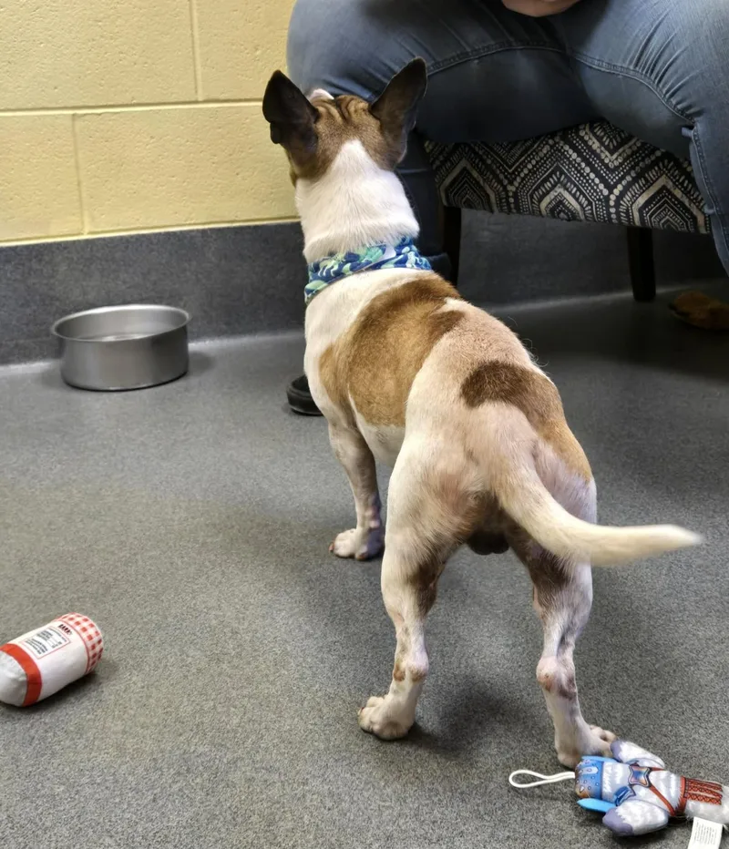 Duke  Cutie thumbnail 3