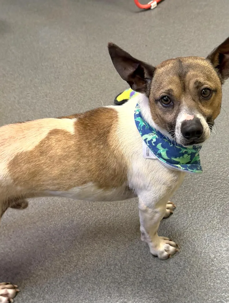 Duke  Cutie thumbnail 4