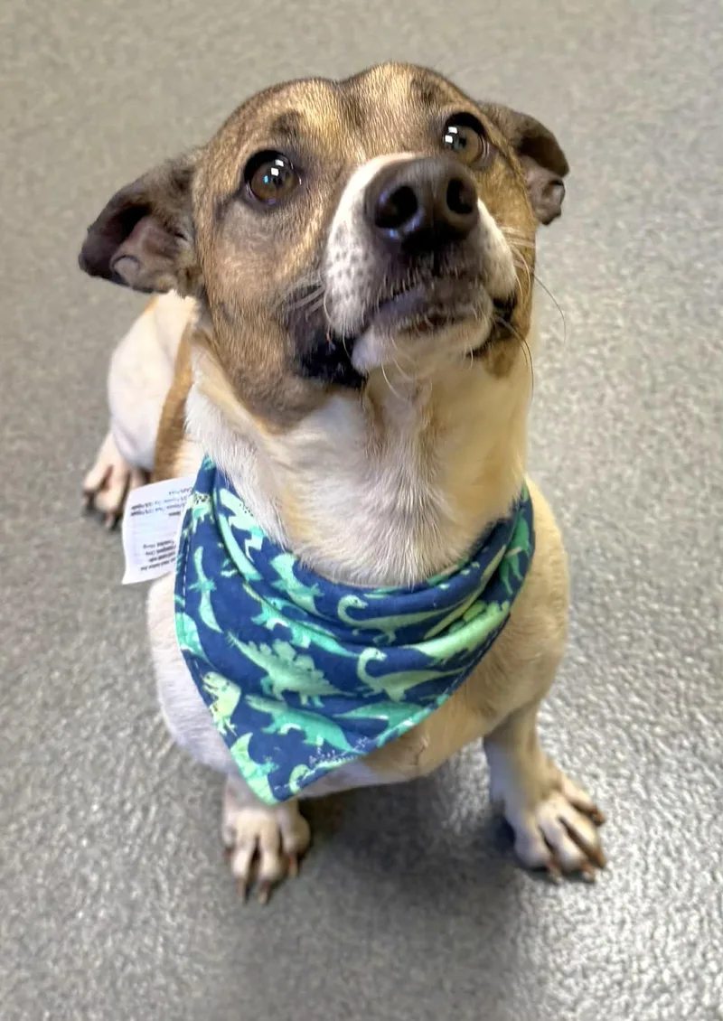 An adult small-sized male White / Cream Jack Russell Terrier dog named Duke Cutie for adoption in Amherst, VA