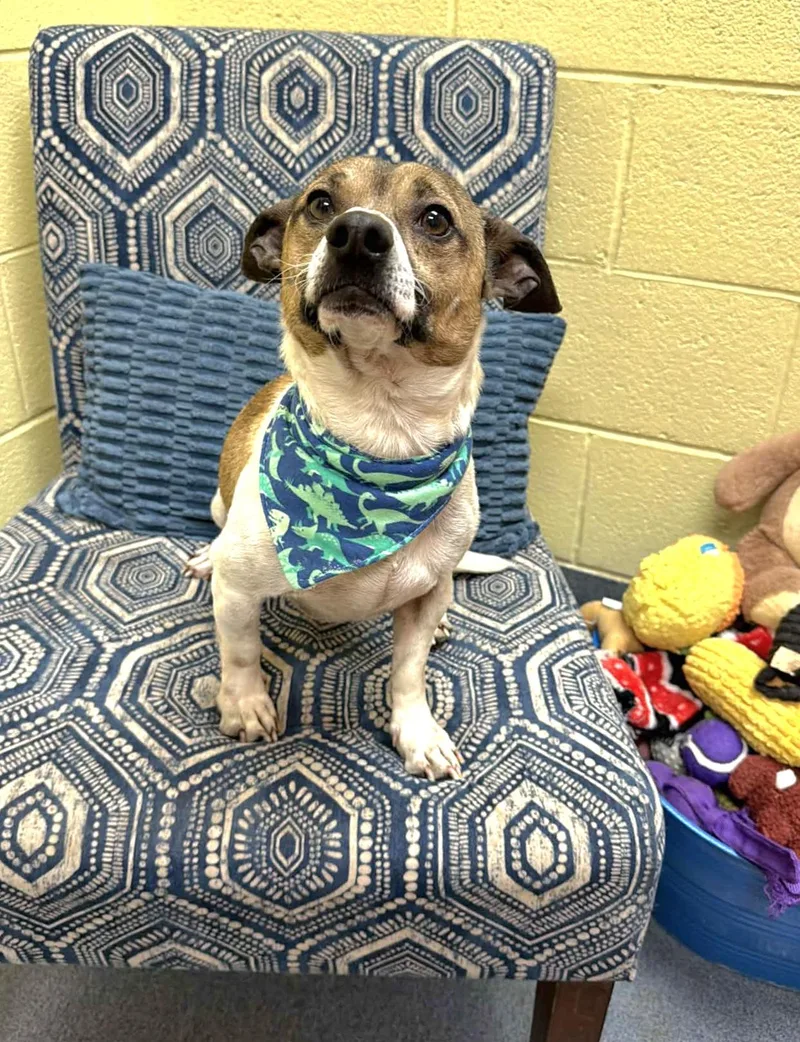 Duke  Cutie thumbnail 5