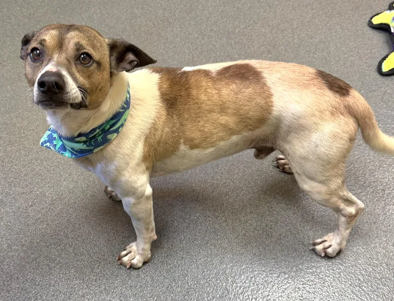 Duke  Cutie thumbnail 6