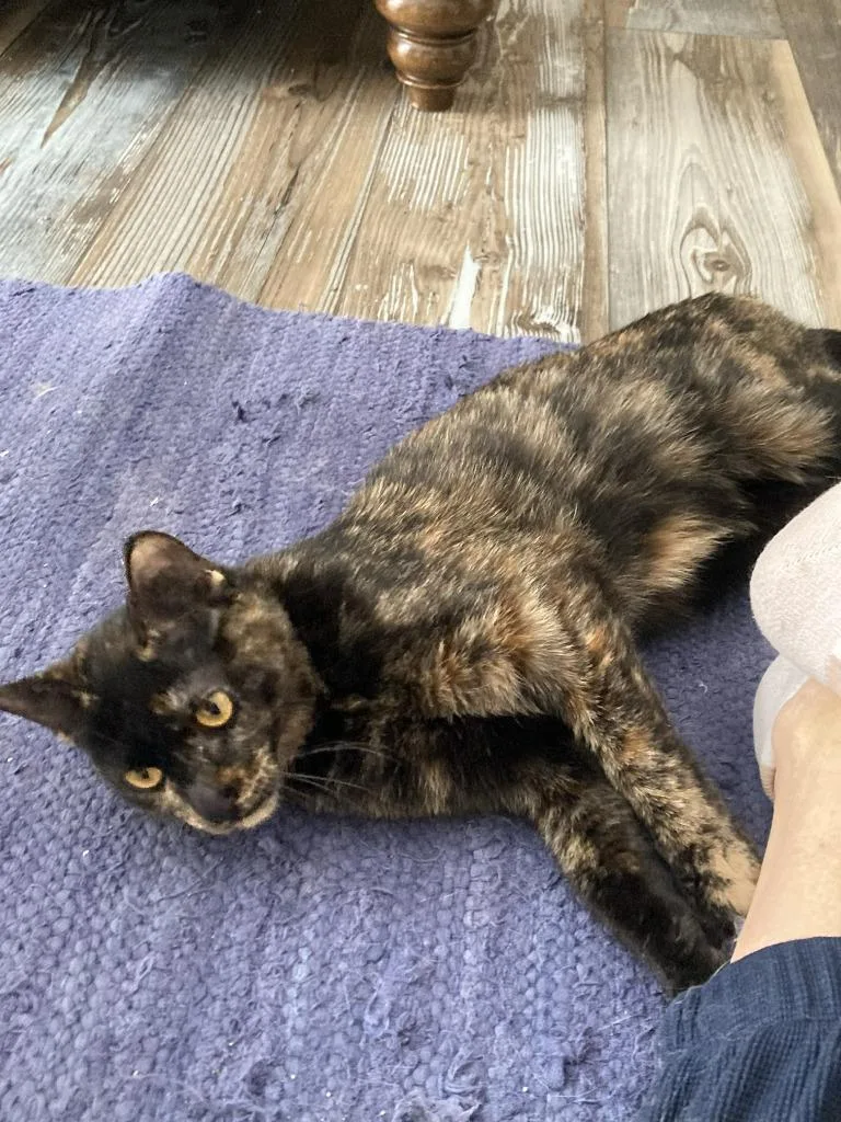 A baby medium-sized female Domestic Short Hair cat named Becca for adoption in St. Cloud, MN