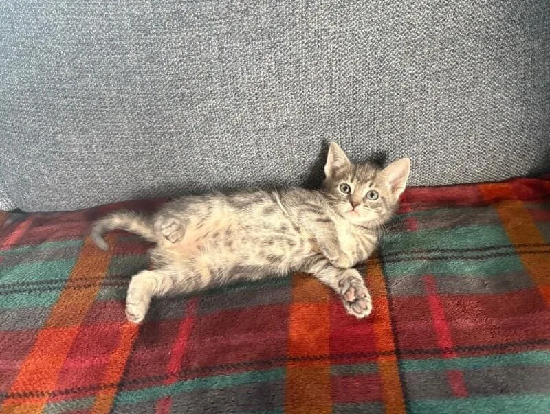 A young medium-sized male Gray / Blue / Silver Domestic Short Hair cat named Oli for adoption in North Babylon, NY