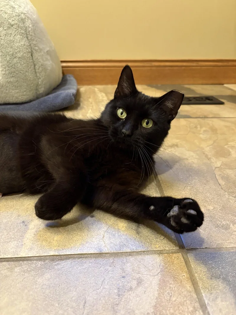 An adult medium-sized female Black Domestic Short Hair cat named Stella for adoption in Wheaton, IL