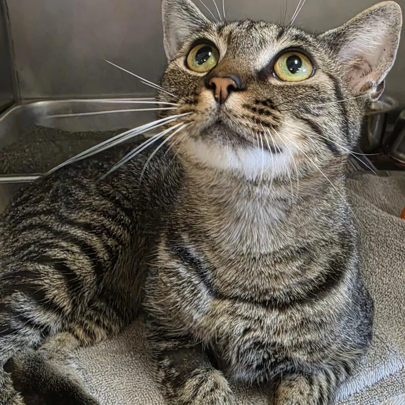 An adult medium-sized male Tabby (Gray / Blue / Silver) Tabby cat named Rex for adoption in Danville, VA