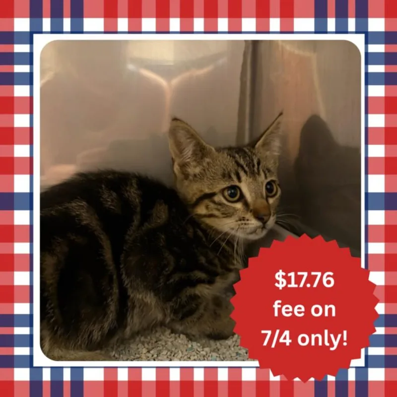 A baby small-sized male Domestic Short Hair cat named Oak for adoption in Santa Cruz, CA