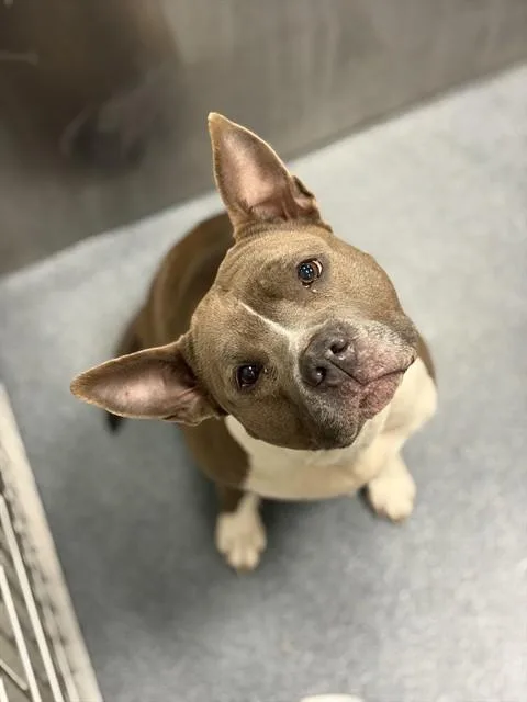 An adult medium-sized female Pit Bull Terrier dog named Nila for adoption in Dallas, TX