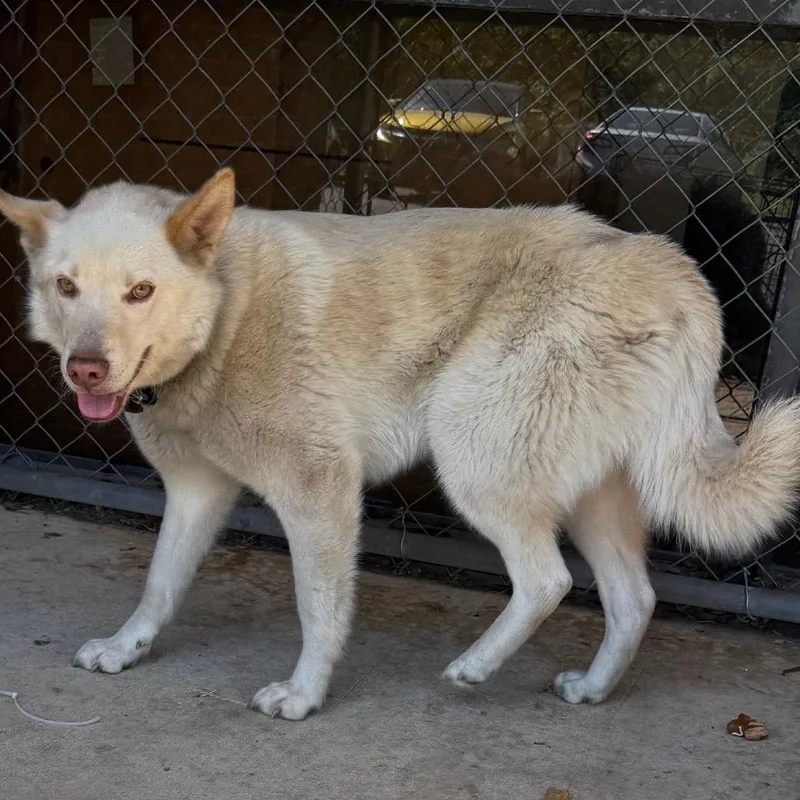 An adult medium-sized male Yellow / Tan / Blond / Fawn Husky dog named Marshall for adoption in Birmingham, AL
