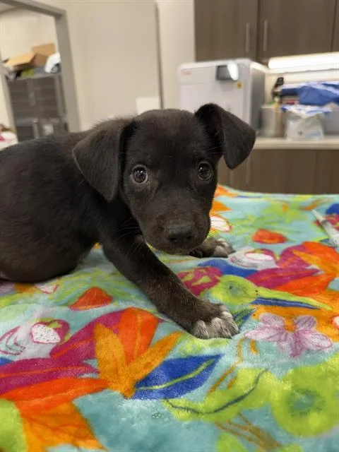 A baby small-sized female German Shepherd Dog dog named Birria for adoption in Baytown, TX