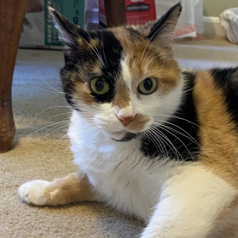 An adult small-sized female Calico Domestic Short Hair cat named Patches Struckmann for adoption in Merrifield, VA